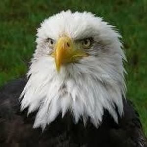 Meet your Posher, Tom